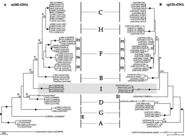 Figure  6:  Distribution  phylogénétique  par  maximum  de  vraisemblance  des  différents  clades  du  genre  Symbiodinium  identifiés,  phylogénie basée sur des données issues de la sous unité 28S du ribosome nucléaire (A) et de la sous unité 23S chlorop