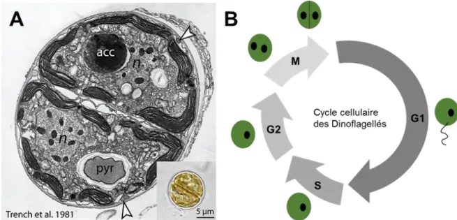 Figure 7: (A) Visualisation par microscopie électronique d'une cellule de Symbiodinium spp (n: noyaux condensés; pyr: pyrénoïde; 