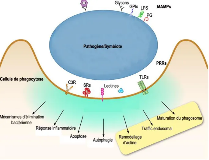 Figure 8: Signalisation hôte/pathogène lors de l'internalisation d’un pathogène ou d’un symbiote chez les Cnidaires