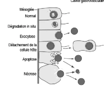 Figure 11: Schéma des différents mécanismes impliqué dans la rupture de la symbiose au niveau du gastroderme (Modifié d'après  Weis et al.,2008)