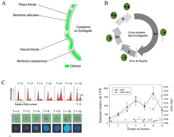 Figure 14: (A) Schéma de localisation des plaques thécales chez les Dinoflagellés (B) Schéma du cycle cellulaire des Dinoflagellés  (C) Corrélation entre le stade du cycle cellulaire des Dinoflagellés et l’intensité de fluorescence du CFW