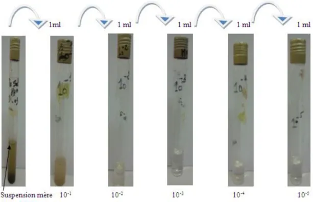 Figure 8 : Schématisation de la méthode de dilution de l’échantillon du sol dans L’eau physiologique  stérile