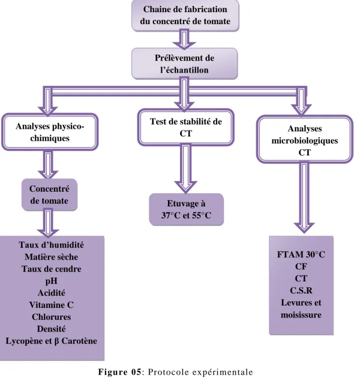 Figu re  05: Protocol e expérim ental e  Chaine de fabrication du concentré de tomate Prélèvement de l’échantillon Analyses physico- chimiques Test de stabilité de      CT  Analyses  microbiologiques  CT Concentré de tomate Taux d’humidité Matière sèche Ta