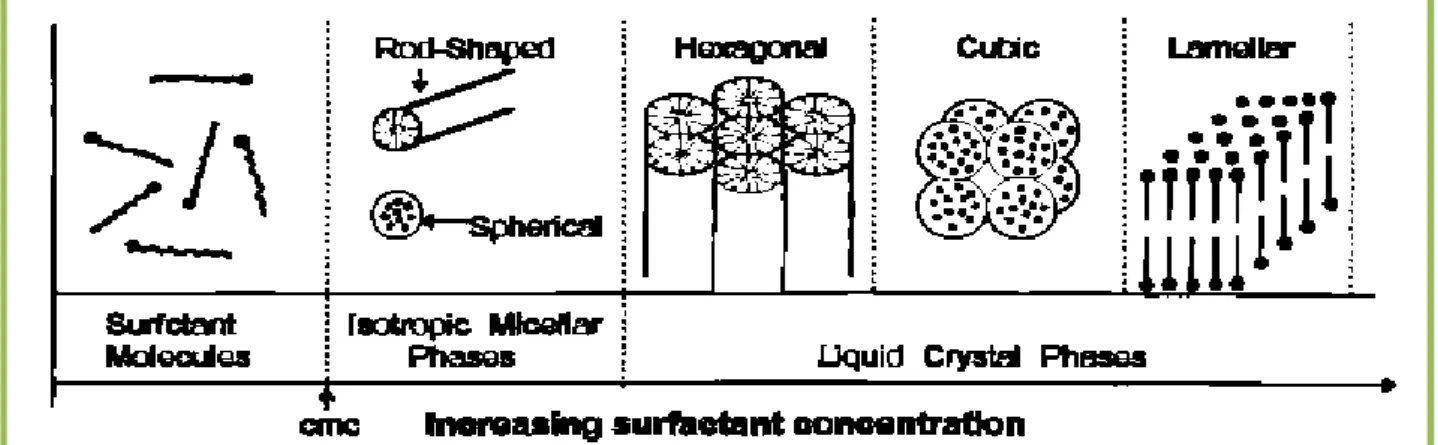 Figure II.4. Evolution de l’organisation des molécules de surfactant selon  leur concentration