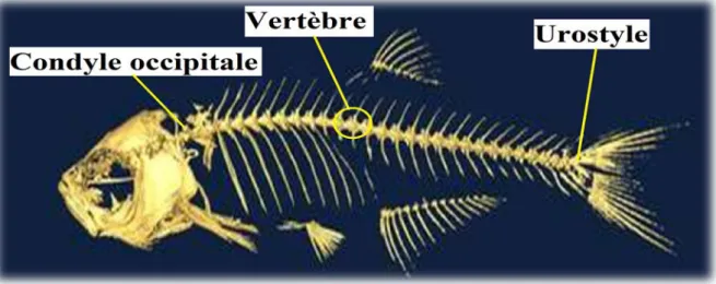 Figure 15 : Méthode de dénombrement des vertèbres(Le Gall, 1928). 