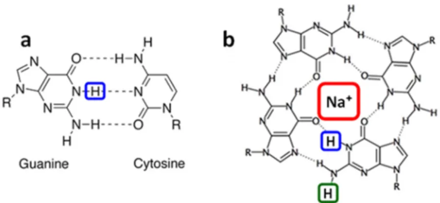 Figure 1. In double helices guanine is paired to cytosine (a). Guanines may also self-associate forming  a tetrad (b) which is the building block of G-quadruplexes