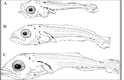 Figure 03 : Différentient stades larvaire d'Auxis (d'après Matsumoto 1959). 