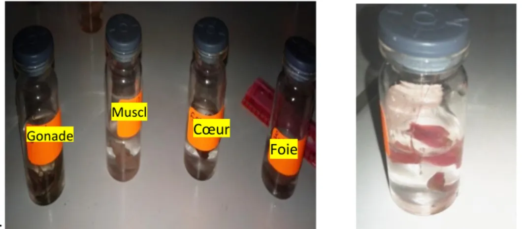 Figure 12: Fixation des organes dans le formole.