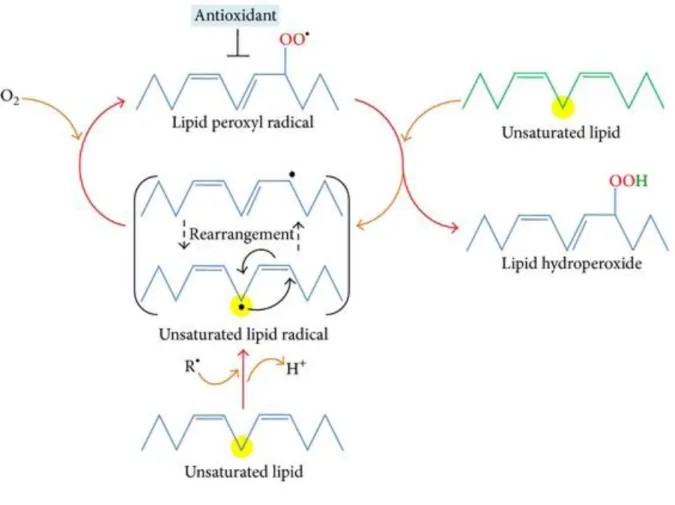 Figure 2 : Processus de la peroxydation lipidique (Ayala et al., 2014)     