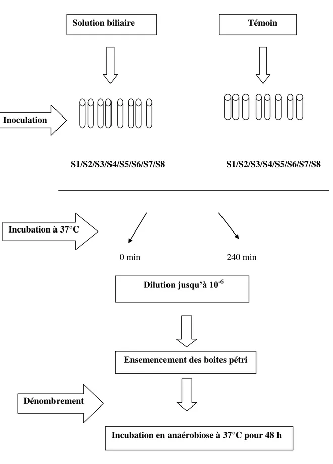 Figure 05:Protocole de dénombrement des cellules viable  des 8 souches dans une solution de  sels biliaire simulé aux conditions physiologiques