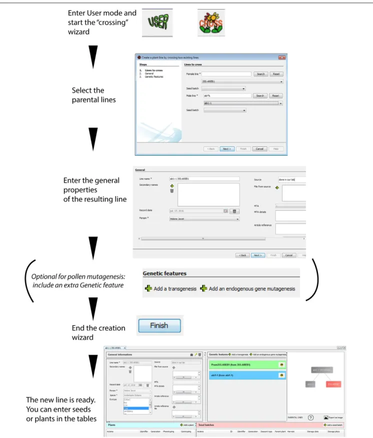 FIGURE 4 | Simulated crossing of two lines using the “cross” wizard. A new plant line can be created using the simulated crossing between two parental lines present in the database