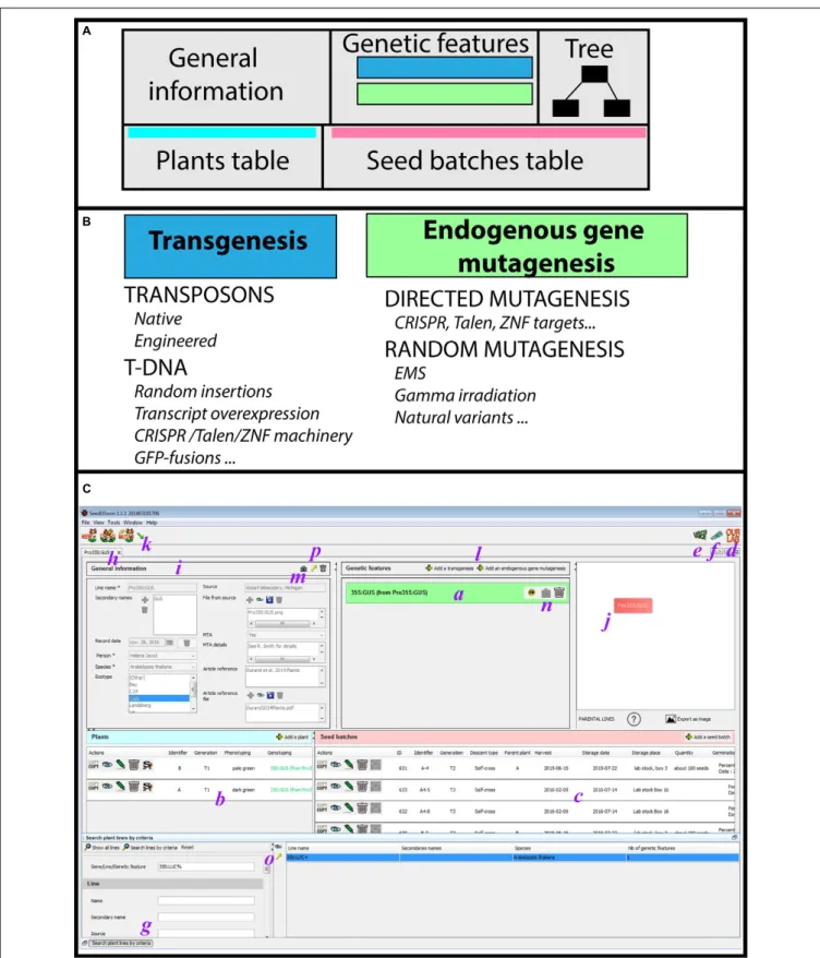 FIGURE 1 | User mode interface. (A) General organization of a plant line datasheet. (B) The two categories of genetic features (transgenesis/endogenous gene mutagenesis) with examples of corresponding applications