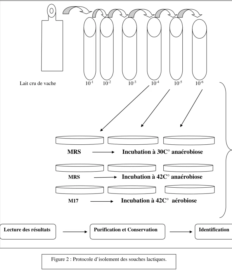 Figure 2 : Protocole d’isolement des souches lactiques.