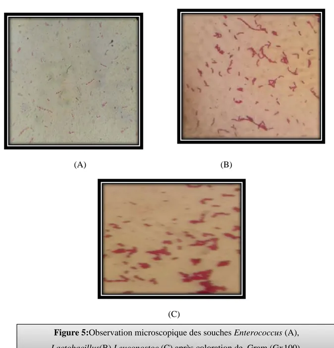 Figure 5:Observation microscopique des souches Enterococcus (A),  Lactobacillus(B),Leuconostoc (C) après coloration de  Gram (Gx100)