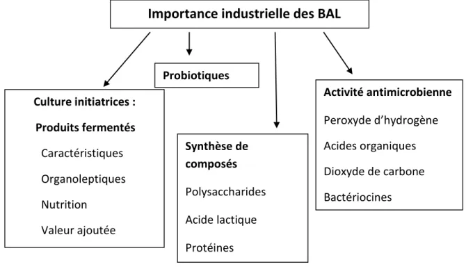 Figure 3 : Application industrielles des bactéries lactiques (Achemchem, 2014). 