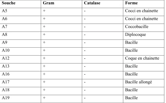 Tableau 6 : Critères morphologiques des bactéries lactiques isolées à partir de lait de vache