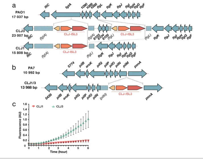 Fig. 4. Modifications to components associated with surface appendages. (a) Gene organization of the flgL region in PAO1 and the CLJ1 strain