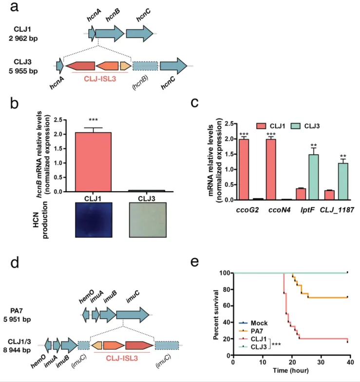 Fig. 5. Expression of virulence factors and pathogenicity. (a) The hcn operon in CLJ1 and insertion of CLJ-ISL3 into the hcnB gene in CLJ3