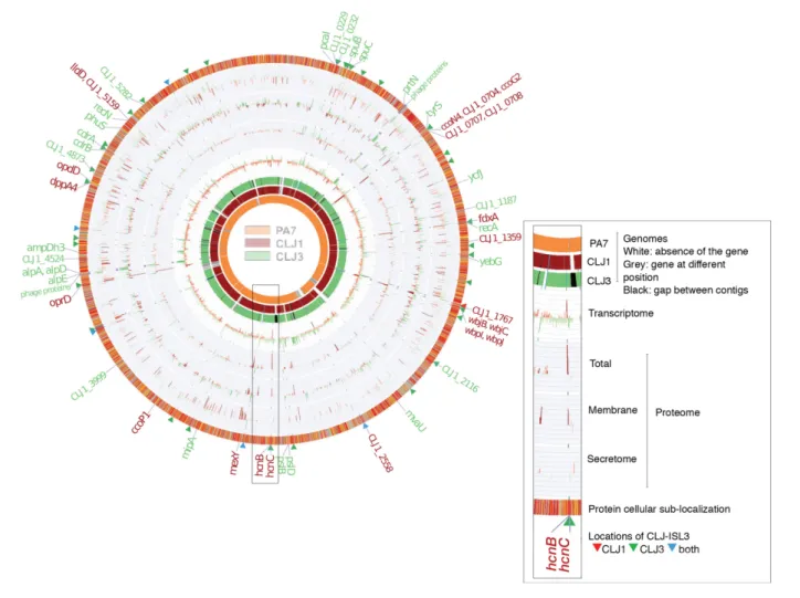 Fig. 1. Comparison of the CLJ1 and CLJ3 genomes, transcriptomes and proteomes. The overview of the two genomes, compared to the PA7 strain reference genome, is shown on the left