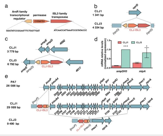 Fig. 2. Insertions of CLJ-ISL3 into genes encoding determinants of antibiotic susceptibility