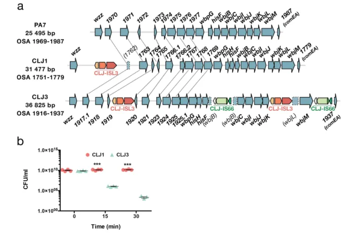 Fig. 3. ISs within OSA loci and how they affect serum sensitivity. (a) Comparison of the OSA region in PA7 and CLJ strains