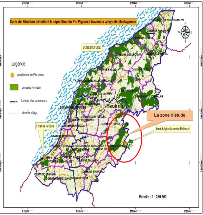 Figure 2 : Situation du pin pignon dans la wilaya de Mostaganem.(Conservation des forêts de la  Wilaya de Mostaganem,2014)