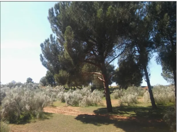 Figure 3 : Peuplement de Pinus pinea L. dans la forêt d’Akboub (Mostaganem). Photo prise   08 Mars 2017 par BENICHOU Hafsa 