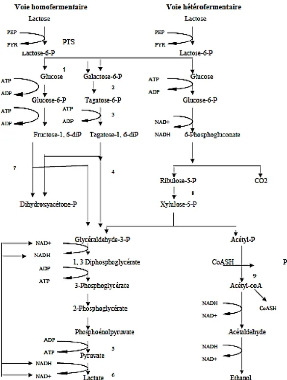 Figure 1. Les deux principales voies cataboliques du glucose                                                                           chez les bactéries lactiques (Dellaglio et al., 1994)
