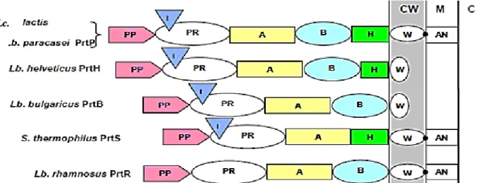 Figure 3. Représentation schématique de protéases de paroi de déférentes bactéries lactiques  selon le modèle proposé par Siezien (1999) et Savijoki et al