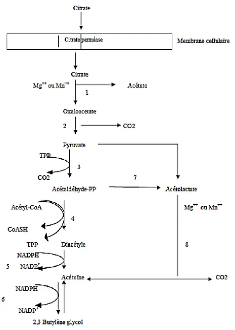 Figure 5. Le métabolisme de citrate chez les bactéries lactiques (Cogan, 1981). 
