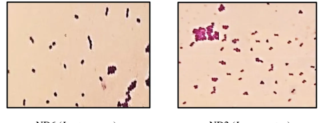 Figure 08. Aspect microscopique de deux souches lactiques ND6 et ND2 après coloration de  Gram