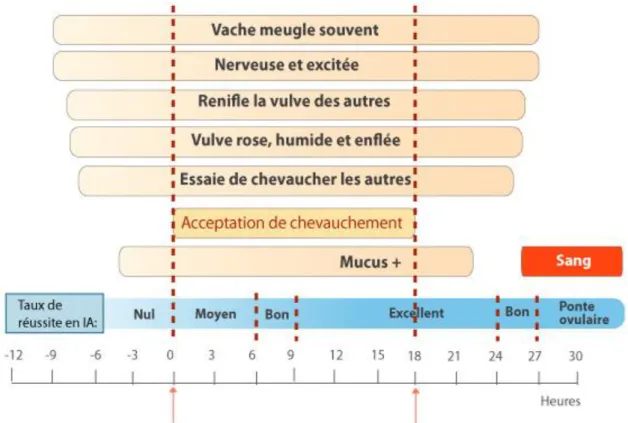 FIGURE N°2 : signe de chaleur (MURRAY, 1996). 