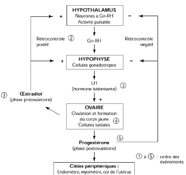 Figure N°4  : Récapitulatif du contrôle hormonal du cycle ovarien (Roche, 2003) 