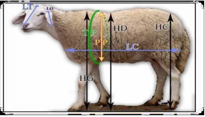 Figure N°1 : Quelques mensurations biométriques (Laoun, 2007) 