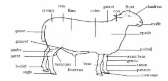 Figure N°2 : Morphologie du mouton (Larousse, 2002)