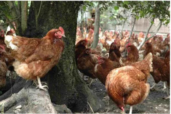 Figure 9 : Elevage biologique des poules pondeuses (KABC, 2009). 