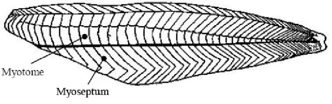 Figure 5: Structure du muscle de poisson (d'après Borresen, 1995).