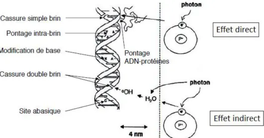 Figure I-1 : Représentation schématique des lésions de l’ADN induites par les effets directs et indirects des  rayonnements ionisants [LUC10] 