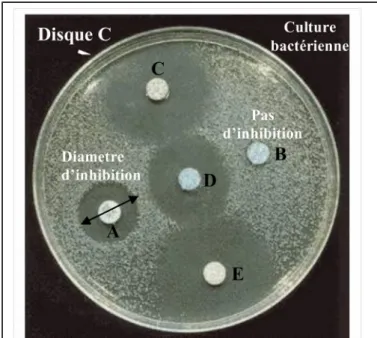 Figure 10 :     antibiogramme par la méthode de diffusion  en milieu gélose (A, B, C, D, E : disques imprégnés des  extraits différents.