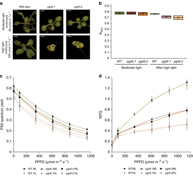 Fig. 1 The pgr6 mutant has a conditional variegated phenotype and is affected in photosystem II ef ﬁ ciency