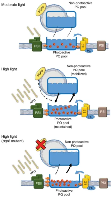 Fig. 4 Schematic representation of the regulation mediated by PGR6.