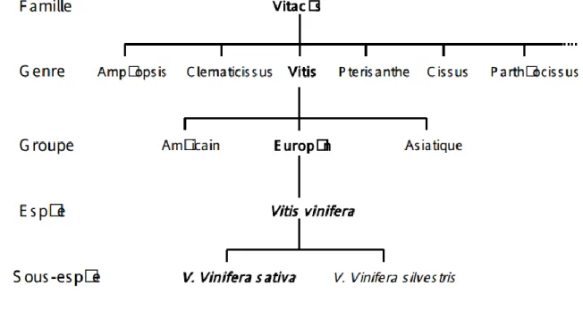 Figure 1 : Élément de systématique des Vitacées 