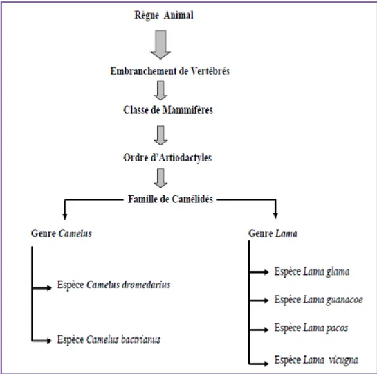 Figure 1 : Systématique des camélidés (Source : Musa, 1990; Faye, 1997) 