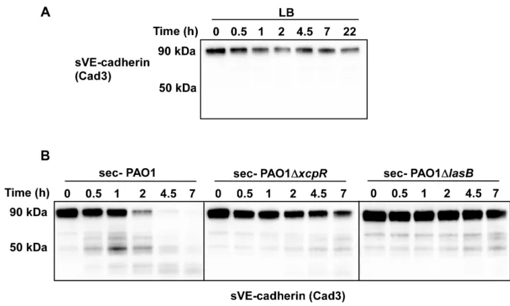 Figure 5. P. aeruginosa ’s secretomes cleave VE-cadherin extracellular domain. Recombinant soluble VE-cadherin (sVE-cadherin) was incubated at 37uC in presence of LB (A), PAO1, PAO1DxcpR or PAO1DlasB (B) secretomes