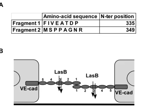 Figure 7. LasB cleavage sites in VE-cadherin extracellular domain. (A) Purified VE-cadherin extracellular domain was incubated with LasB as in Fig