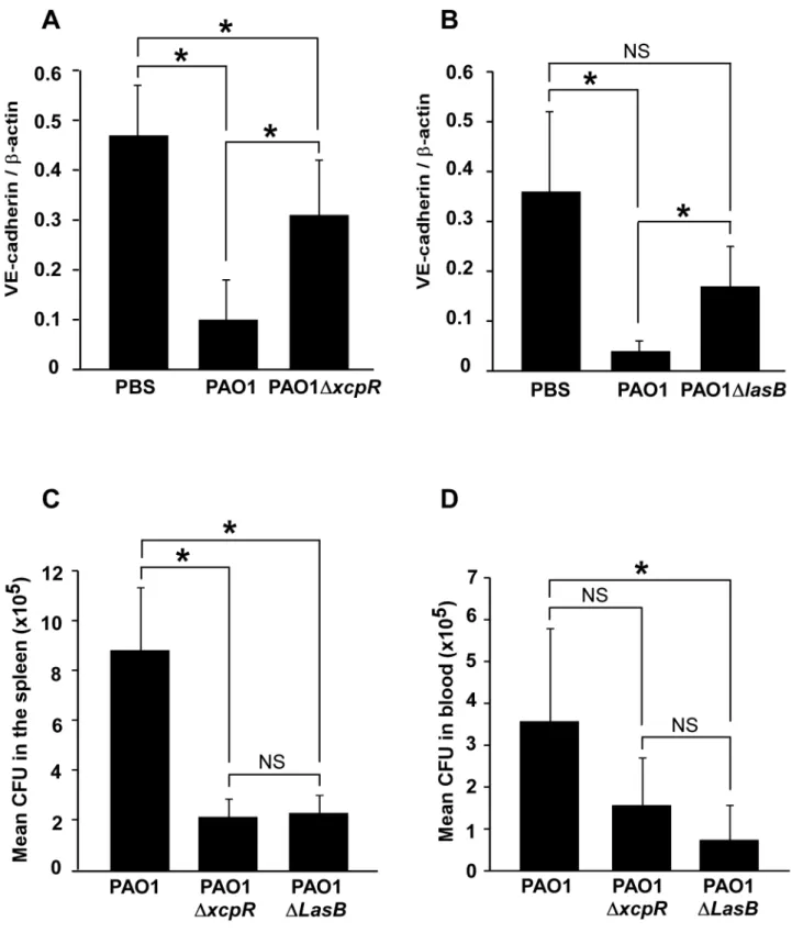 Figure 9. Decreased VE-cadherin levels in mouse acute pneumonia correlated with increased dissemination