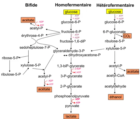 Figure 03. Voies homofermentaire, hétérofermentaire et bifide de la dégradation du glucose  (Drider and Prevost, 2009) 
