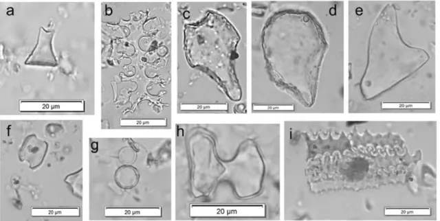 Fig. 4 Examples of phytolith morphotypes identified in Hălăbutoaia - -Ţolici samples: a R ONDEL , b E LONGATE DENDRITIC , c B ULLIFORM FLABELLATE , d B ULLIFORM FLABELLATE (Phragmites-type), e A CUTE