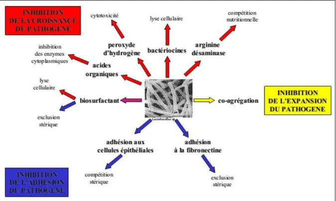 Figure 3 : effet des lactobacilles vaginaux sur les souches à potentiel pathogène (Lepargneur  et Rousseau, 2002)