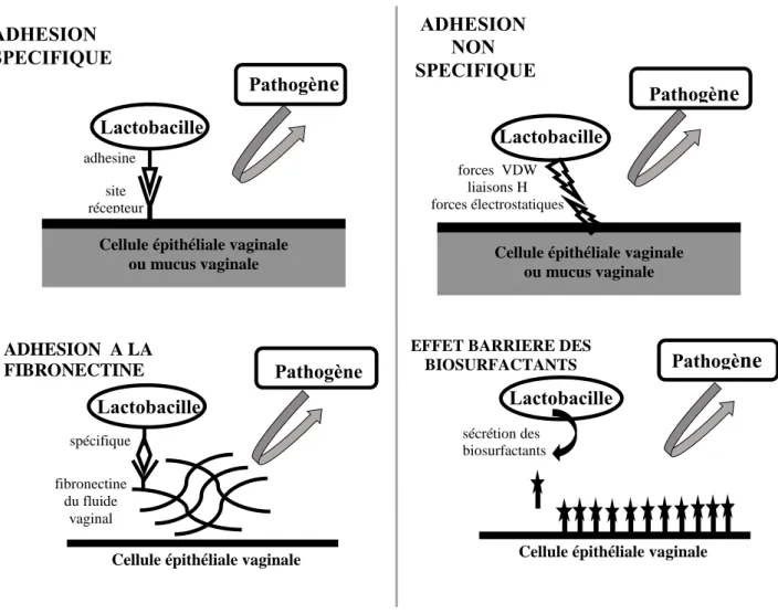 Figure 6 : mécanismes impliqués dans les phénomènes d’adhésion (Lepargneur et Rousseau,  2002)